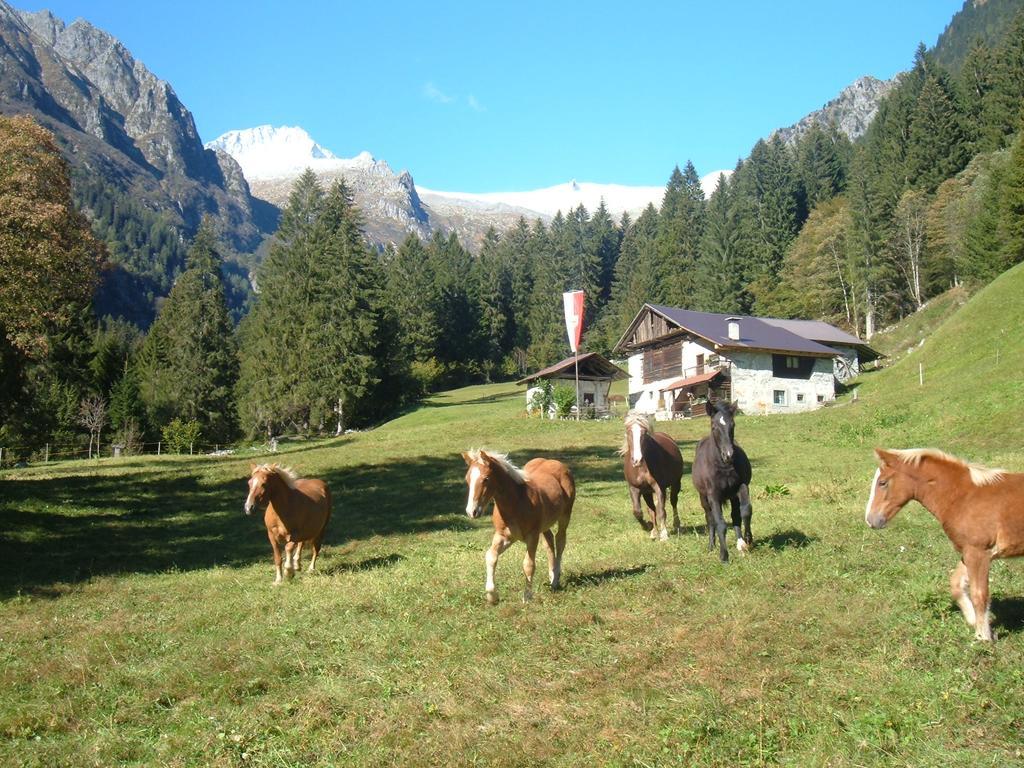 Agriturismo Maso Grisun Borzago Dış mekan fotoğraf